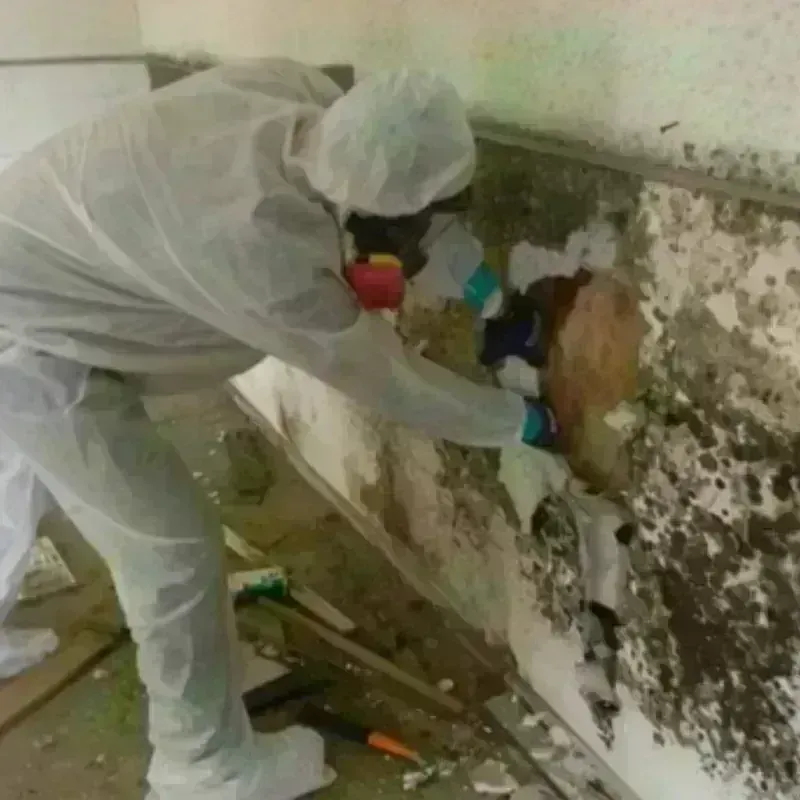 Mold Remediation and Removal in Plum Creek, VA